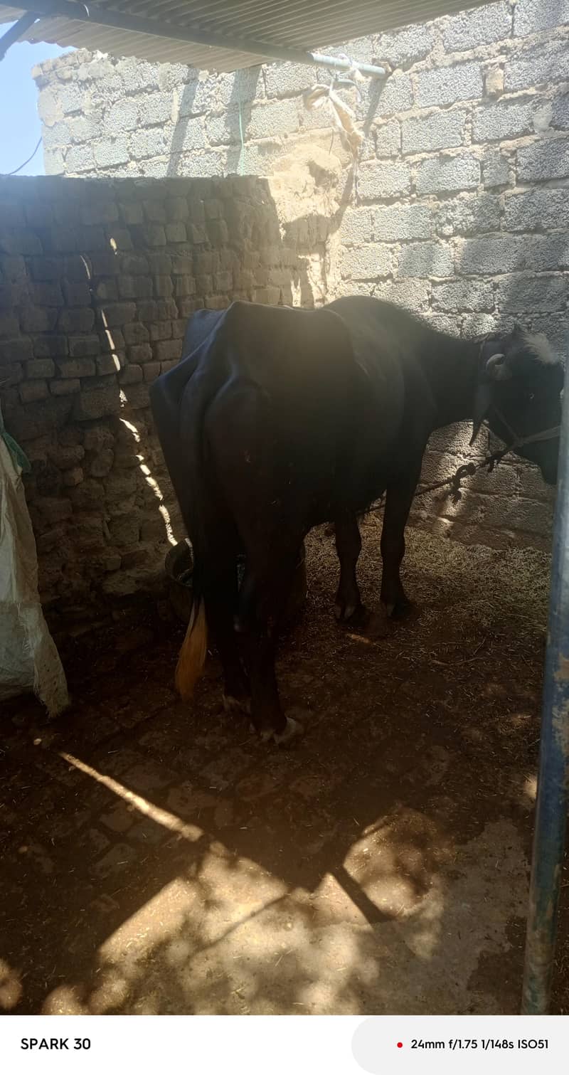 3.5 سالہ صحت مند بھینس کی بچی برائے فروخت 1