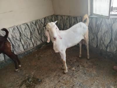 beetal bakra 35+kg for qurbani