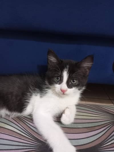 6 week old British short hair kittens for sale.