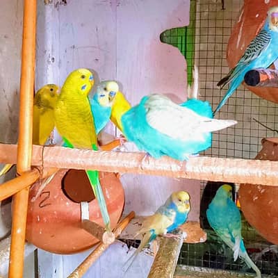 Breedar Pairs Australian Budgie Parrot
