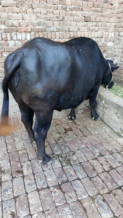 nili Ravi buffalo