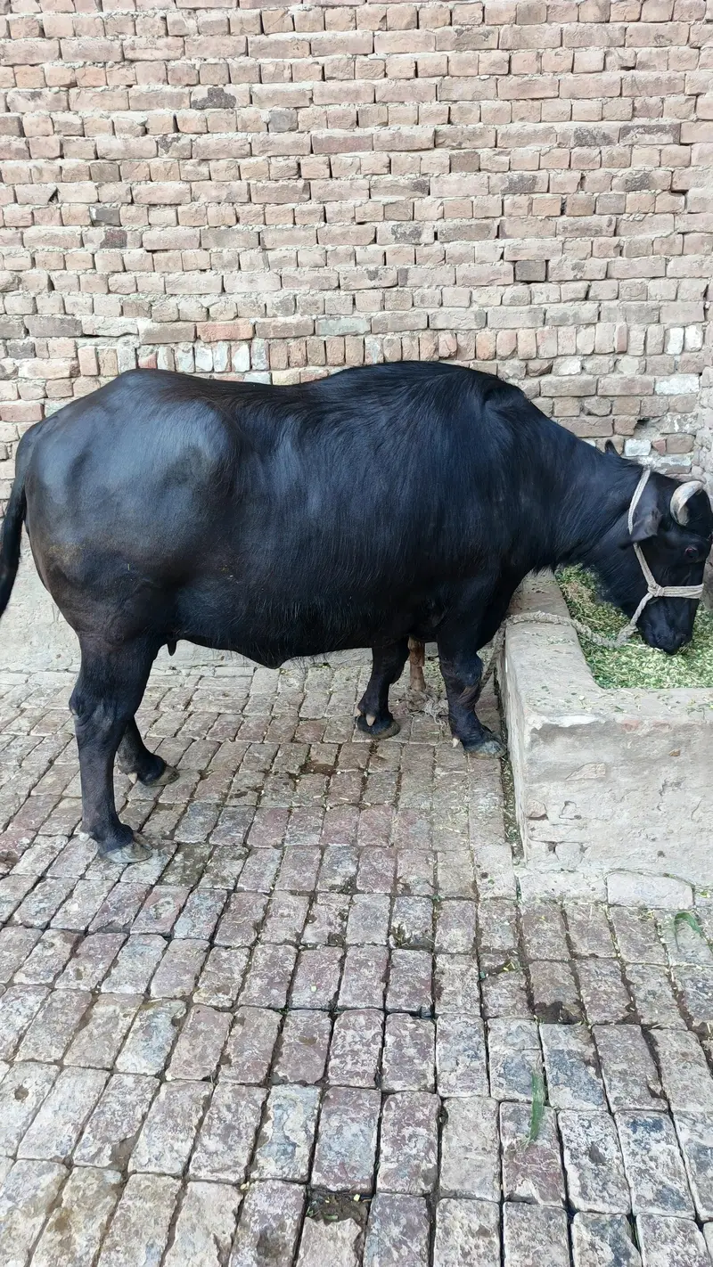 nili Ravi buffalo — photo 2