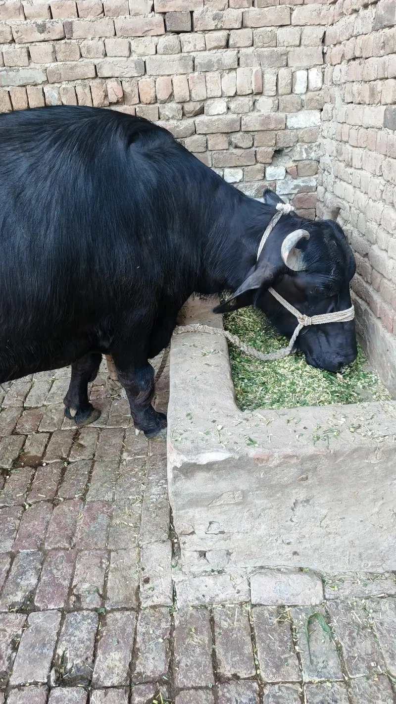 nili Ravi buffalo — photo 3