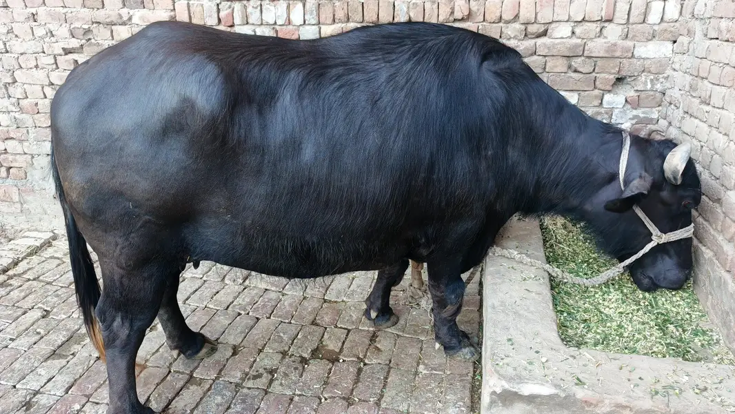 nili Ravi buffalo — photo 4