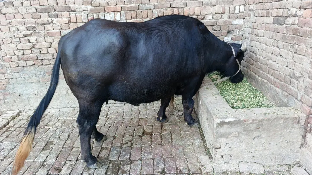 nili Ravi buffalo — photo 6