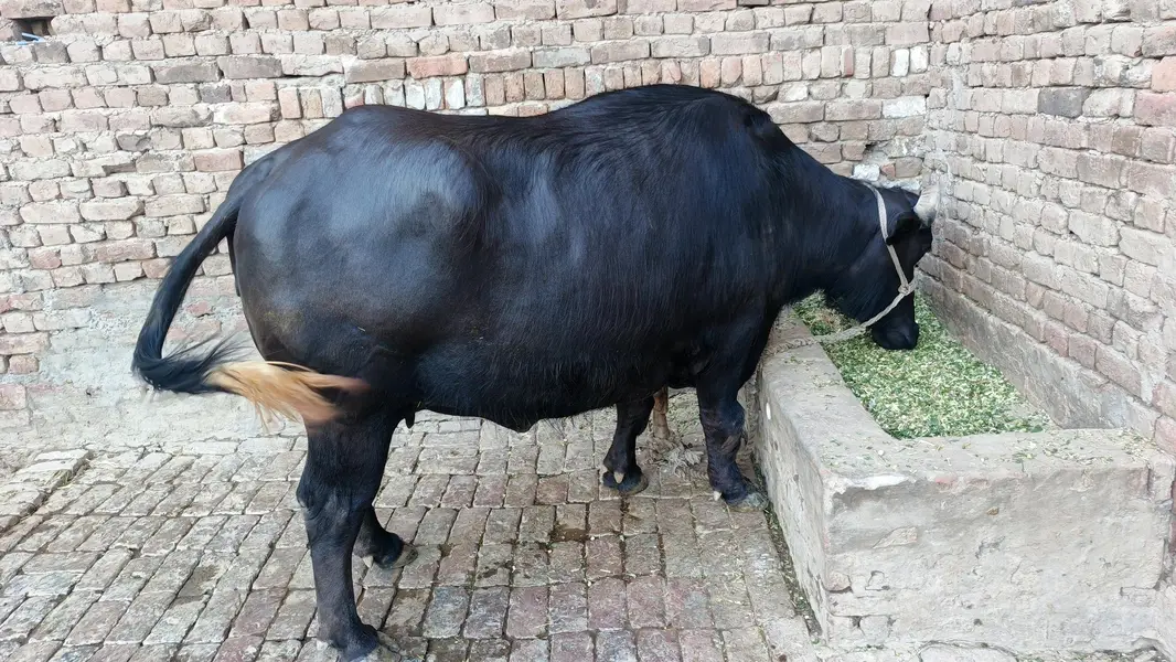 nili Ravi buffalo — photo 7