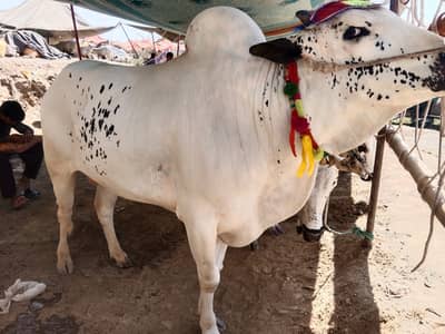 Bull | Fatehjangi Bull | Bachra | Wacha | donda | Qurbani 2026