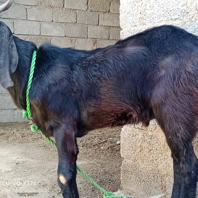 Bakra, Goats,