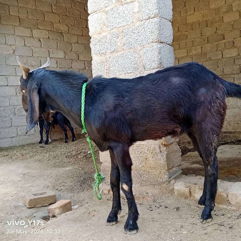 Bakra, Goats, 2