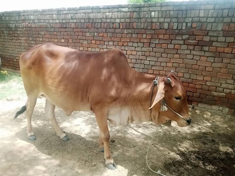 گائے فار سیل 0