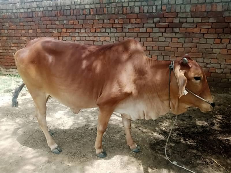 گائے فار سیل 1