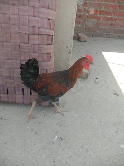 Red § White Murghy for sale
