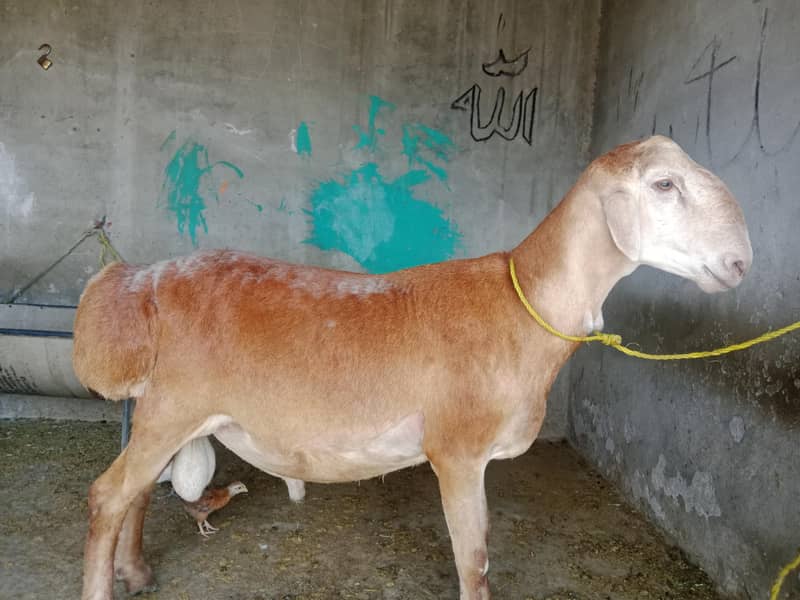 best for eid 1