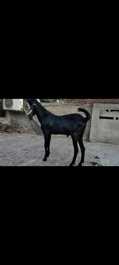 Breeder available for crossing. X. X