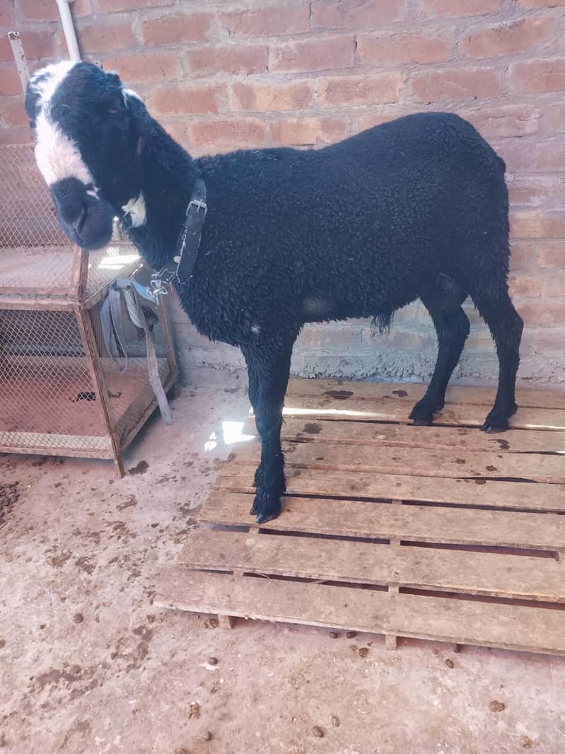 Black Sheep 1