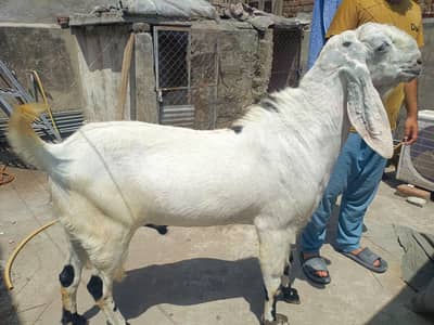 HEAVY WEIGHT BIG SIZE BEAUTY FOR SALE