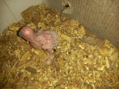 Mashallah healthy active  pineapple  conure high red factor  baby