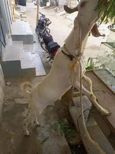 14 month ka hai qurbani ke liye