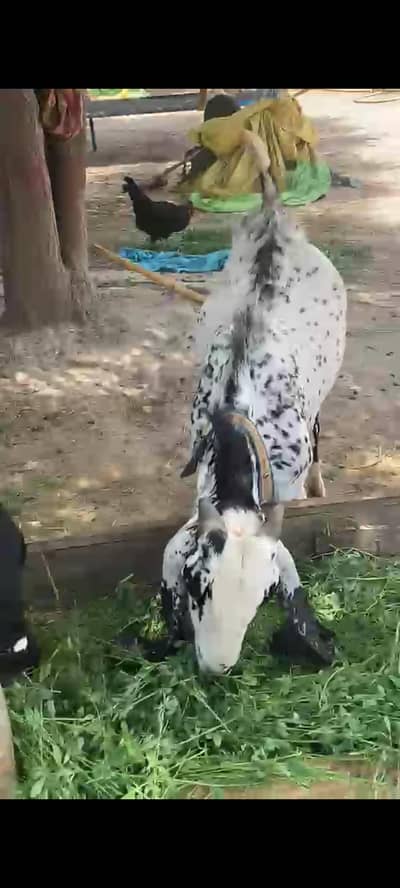 Desi Bakra Amar sari betal