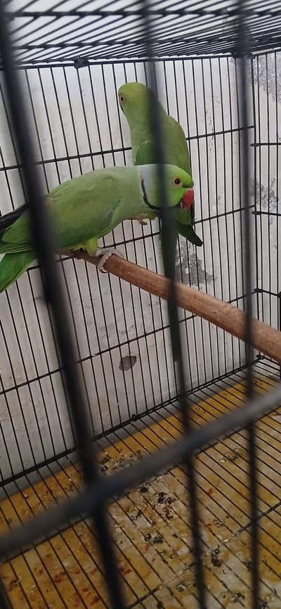 Ringneck pair for sell / Exchange with Raw pattha