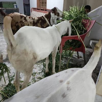 Qurbani special Bakra Goat