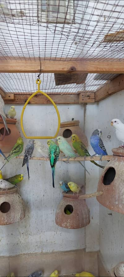 Australian budgies
