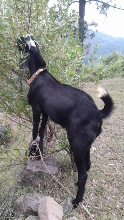 Bakra for sale