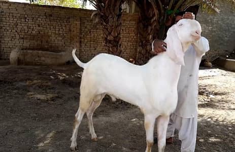 Qurbani ke liye Bakra For Sale call __03246711890