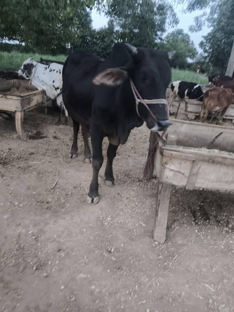 خوبصورت قربانی والا جانور اچھی قیمت 4