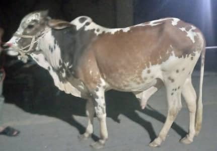 Bull for qurbani