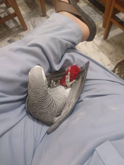 african grey male