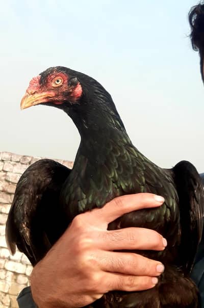 Mianwali aseel madia for sale