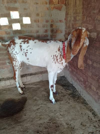Bakra 1.50 sal ke