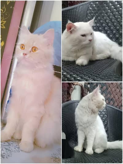 Persian cats for sale in low price