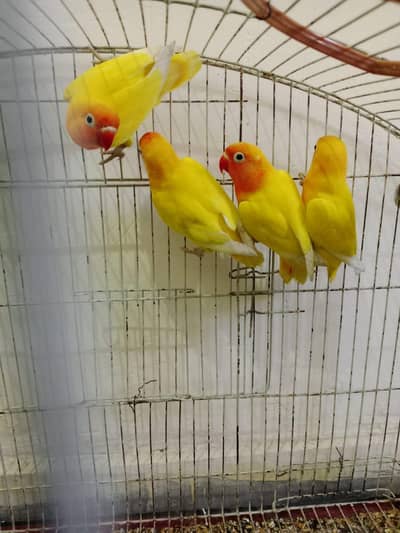 love birds pairs available price 2500
