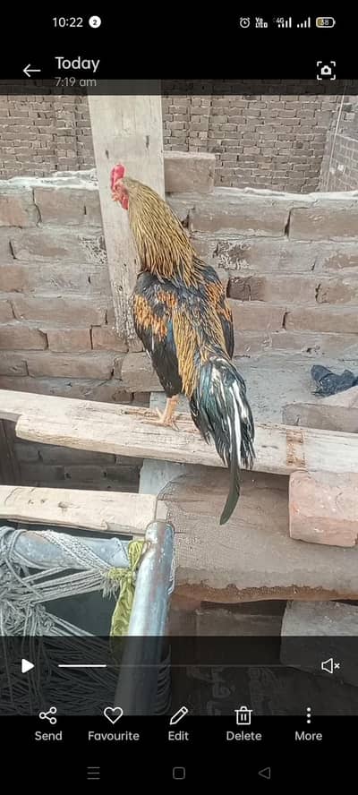 Aseel jawa|lasani murgi|Bengum wuth2 Bengum chicks|lakhi murgi