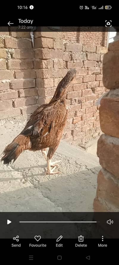 Aseel jawa|lasani murgi|Bengum wuth2 Bengum chicks|lakhi murgi