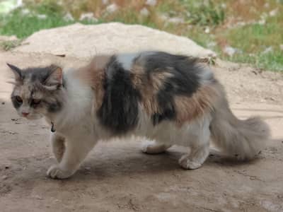 Persion Female Cat