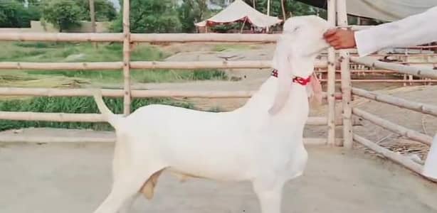 desi Bakra for sale call on 03348310322