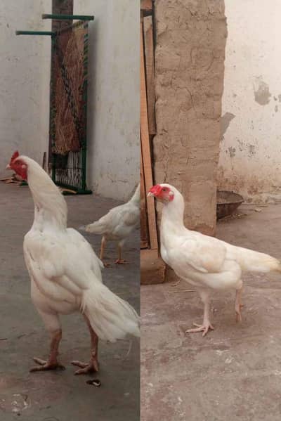aseel hens for sale