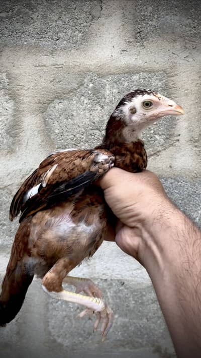 Aseel Chicks 3 Months Old