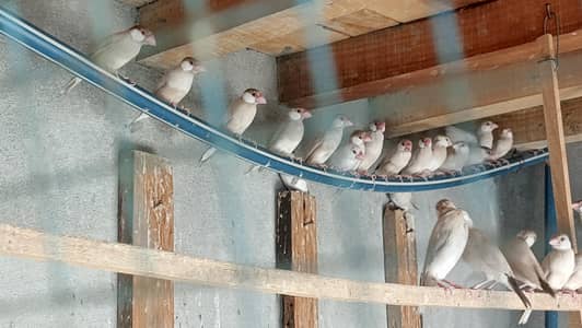 fawn java breeder pairs