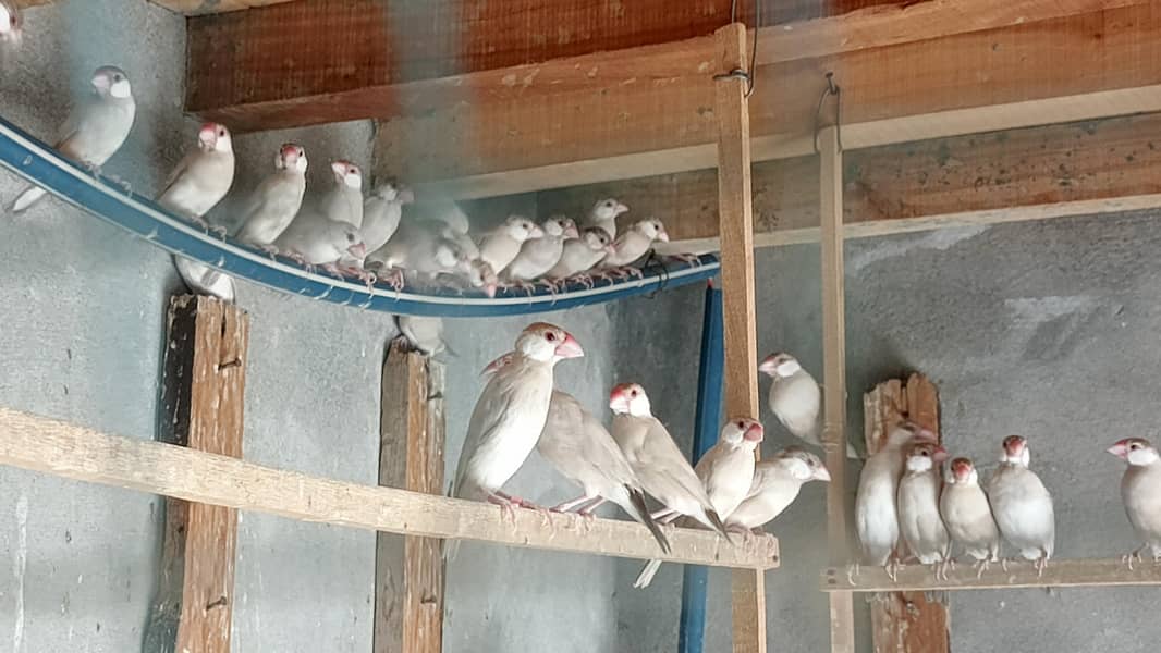 fawn java breeder pairs 1