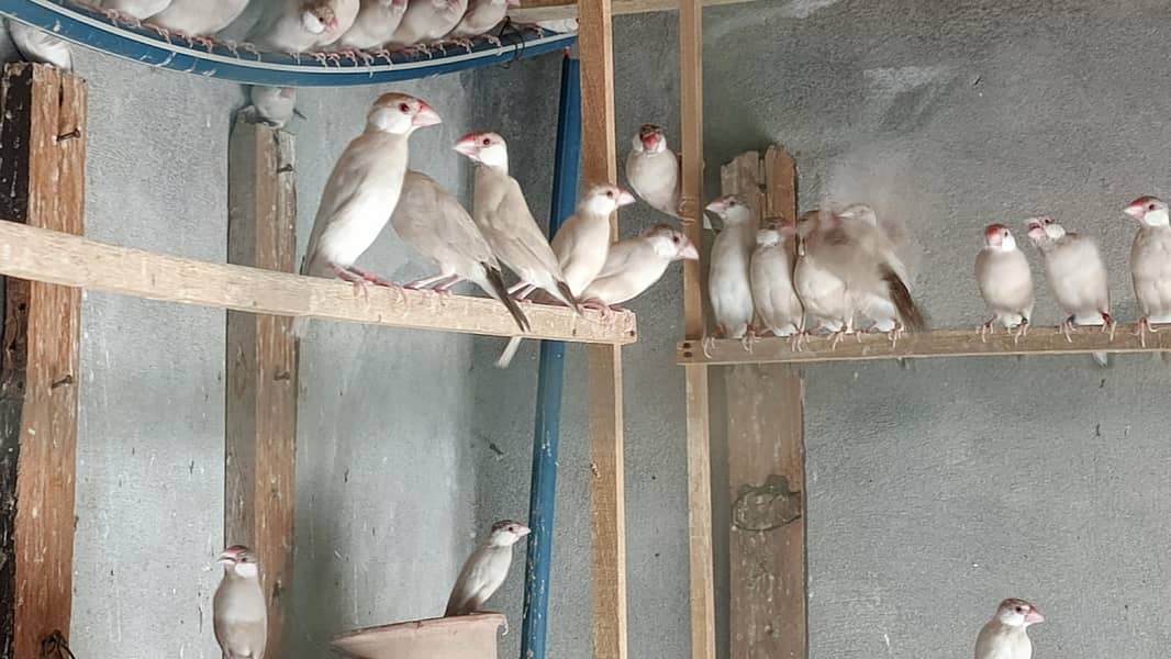 fawn java breeder pairs 3