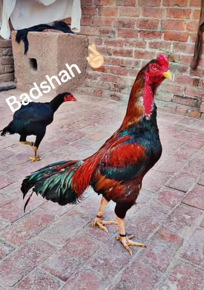 Quality aseel breeder male for sale