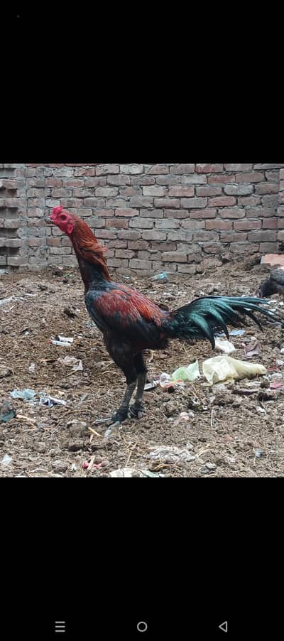 Pure Thai breeds available. eggs available ha
