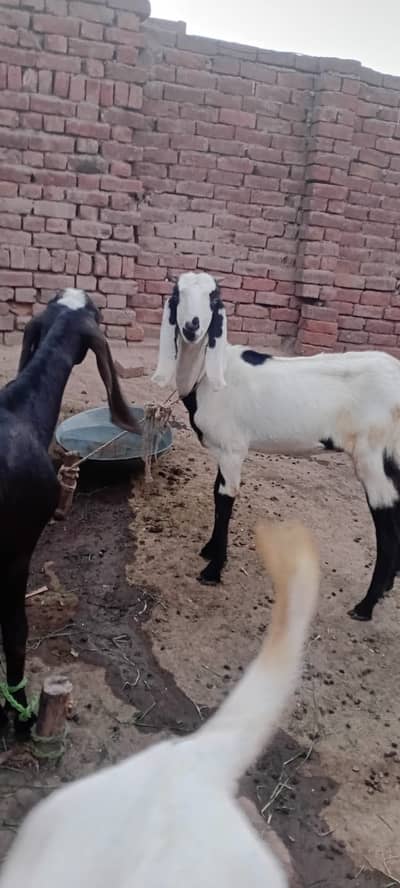 2 dant bakeri beautiful white