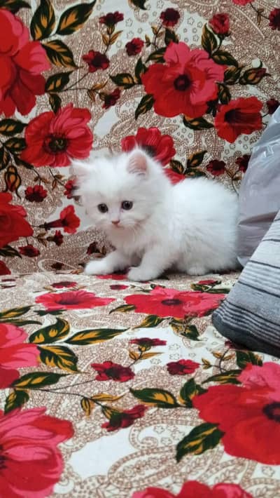 Persian kitten