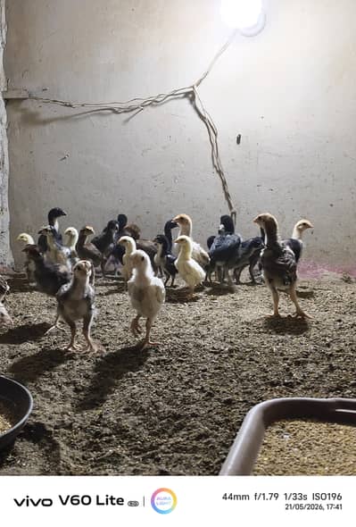 White Shamo & Pakoya Chicks