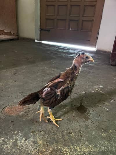 Quality Aseel Chicks for sale